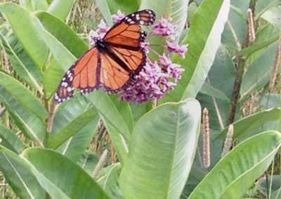 monarch-on-skyline-drive